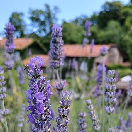 La Stanza Del Bosco Leilighet Arcumeggia Eksteriør bilde